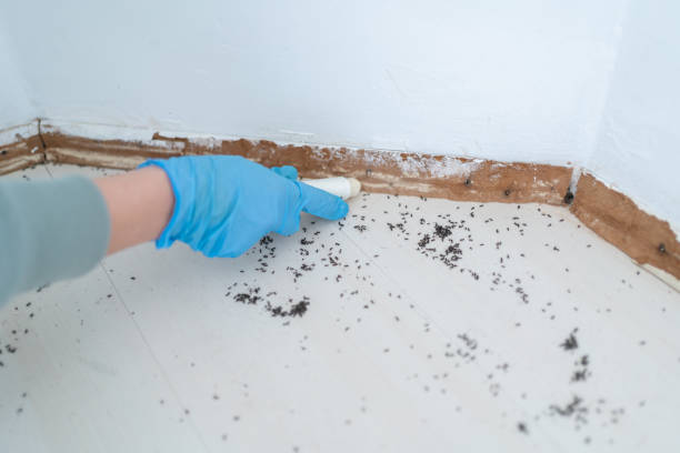 Real Estate Pest Inspections